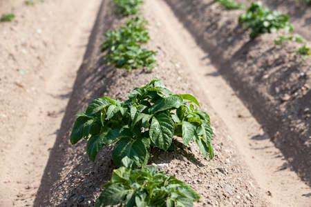 field on which grows green unripe potato plants. summer timeの写真素材
