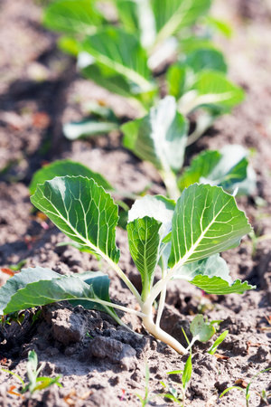 green cabbage growing in an agricultural field in summer