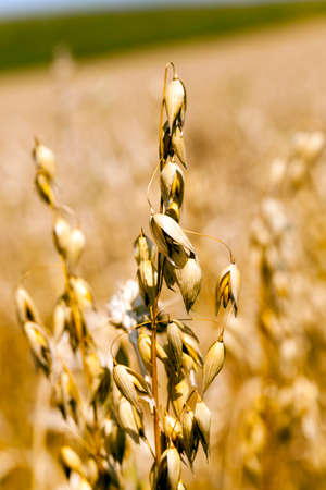 photographed close-up ripe ear of yellow oatsの写真素材