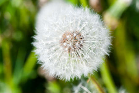 photographed close-up of a ripe white flower dandelionの写真素材