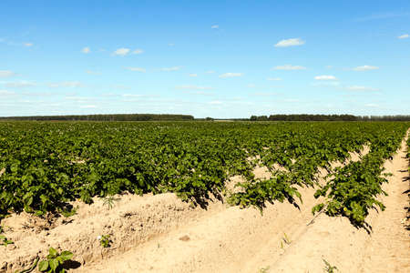 Agricultural field on which grows green potatoes. summer timeの写真素材