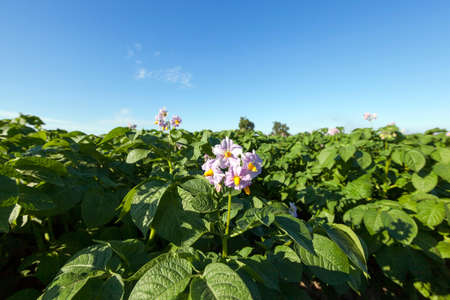 agricultural field where potatoes, green unripe potatoesの写真素材
