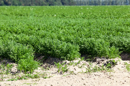 Agricultural field on which grow up carrots. green plant carrotsの写真素材