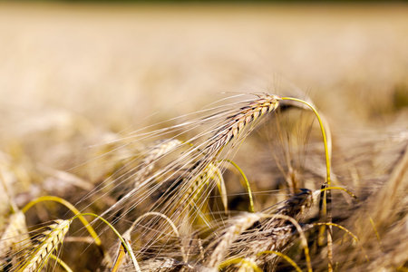 Agricultural field on which grow ripe yellowed cereals