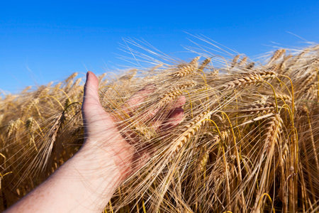 Agricultural field on which grow up cereals wheat, Belarus, ripe and yellowed cereals, small depth...