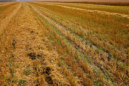 gricultural field where harvest mature cereal. Agriculture