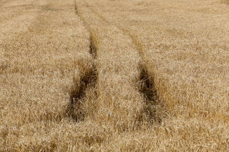 an agricultural field with yellowed ripe cereal in the summerの写真素材