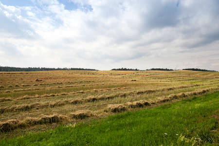 an agricultural field, which carried out the rape harvest, summer,の写真素材