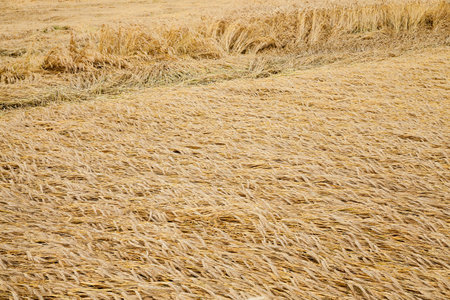Agricultural field on which grow up cereals wheat, Belarus, ripe and yellowed cereals, small depth...