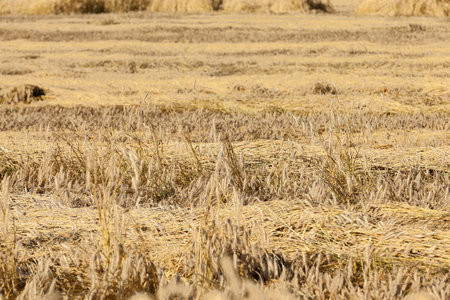 Agricultural field on which grow ripe yellowed cereals