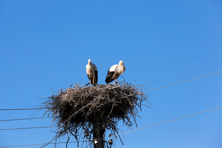 photographed close-up of storks sit in the nest, blue sky