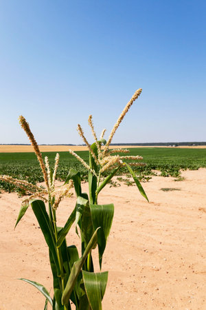 agricultural field with green immature corn, blue sky