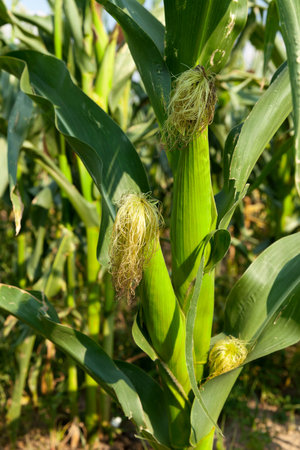 an agricultural field, which is growing young green corn. immature corn