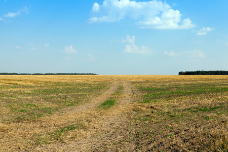 Agricultural field on which grow up cereals wheat, Belarus, ripe and yellowed cereals, small depth...