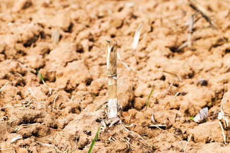 plowed land, to grow and produce a new crop