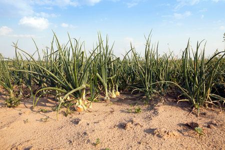 field with green onions - Agricultural field on which grow up green onions, summer, August. onion...