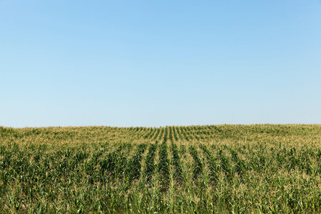 photographed in the summer unripe green field with corn, blue sky