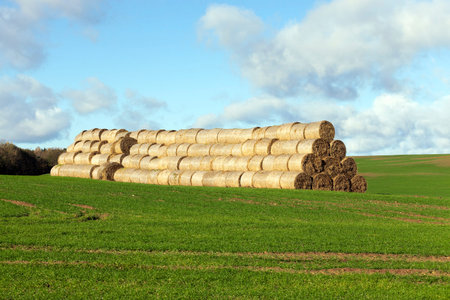 piled with haystacks straw after harvest of cereal. field