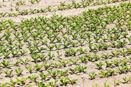 the agricultural field on which grow sprouts beetroot. Spring