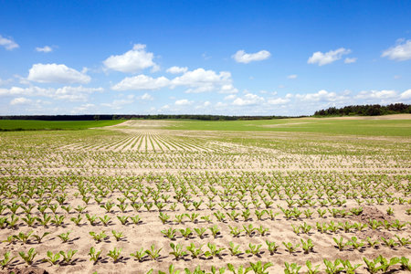 agricultural field on which to grow crops - beets. Spring. germ. blue sky
