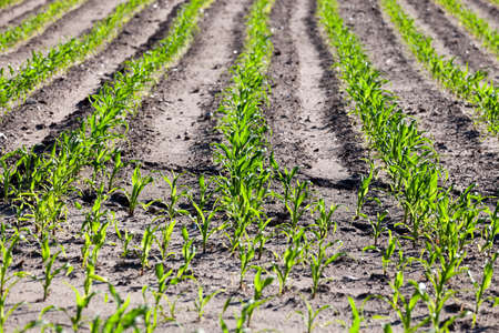 Agricultural field on which grow the young green corn. close-up. Springの写真素材