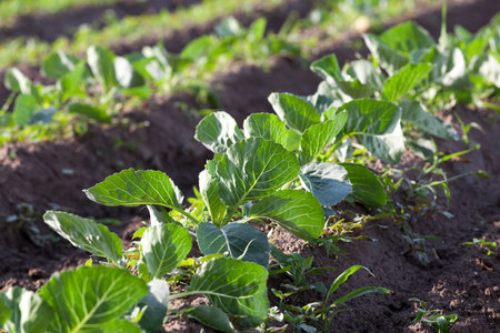 Agricultural field on which grow the young green cabbage, spring season