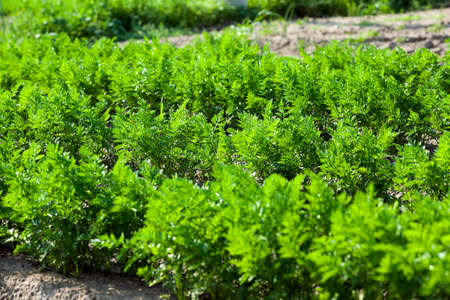 Agricultural field on which grow up carrots. green plant carrotsの写真素材