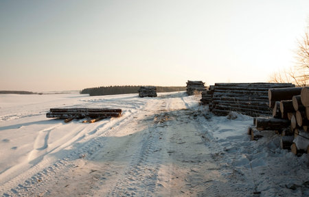 felled trees and stacked together in the winter season. covered with snowの写真素材