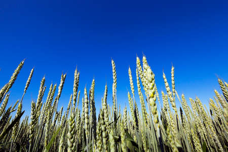 photographed close up unripe green ears of wheat. agriculture, field, shallow depth of fieldの写真素材