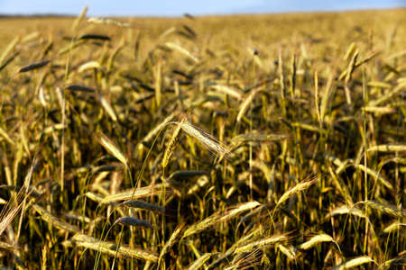 agricultural field, which grows not yet mature, but yellowing rye.の写真素材