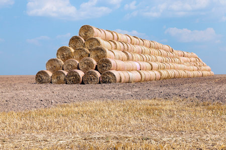 agricultural field where harvesting is carried out cereal, Belarus, summer