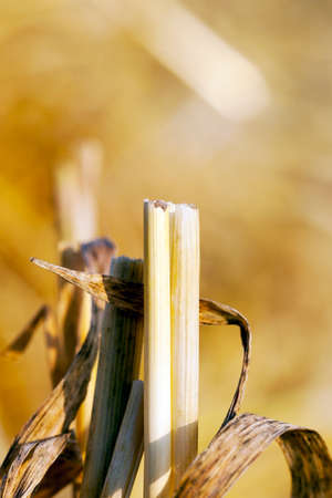 agricultural field with beveled wheat after harvesting cereal crops, small depth of fieldの写真素材
