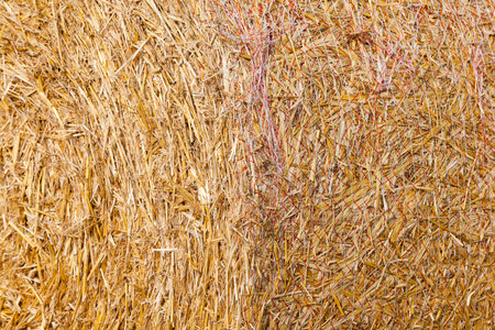 Agricultural field on which stacked straw haystacks after the wheat harvests