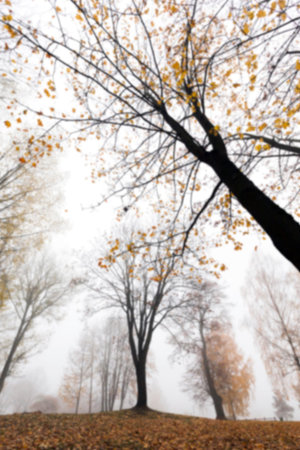 a park in the autumn, during cloudy weather, late autumn, defocused
