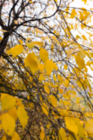 a park in the autumn, during cloudy weather, late autumn, defocused