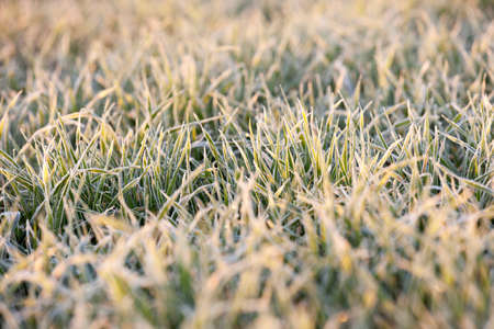 small sprouts of wheat, photographed after frost at dawn, a small depth of fieldの写真素材