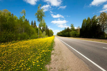 a large number of yellow dandelions photographed in spring seasonの写真素材