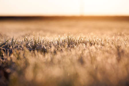 photographed close-up of young sprouts of wheat with frost on it, morning, sunny yellow dawn, a small depth of fieldの写真素材