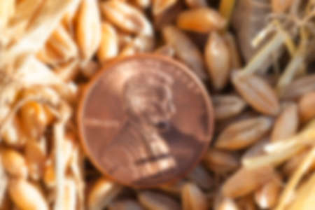 photographed close-up of an American penny in a pile of straw left after harvest, defocusedの写真素材