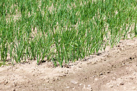 agricultural field on which grows green onions. spring seasonの写真素材