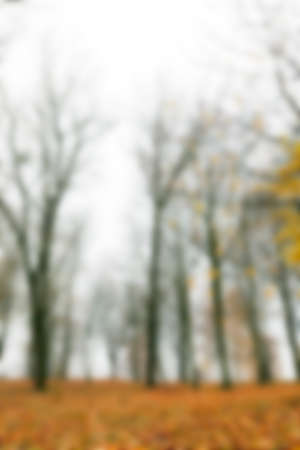 a park in the autumn, during cloudy weather, late autumn, defocusedの写真素材