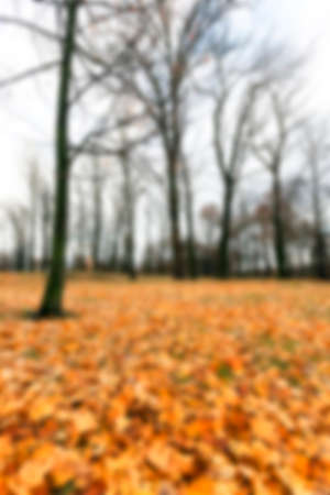 a park in the autumn, during cloudy weather, late autumn, defocusedの写真素材