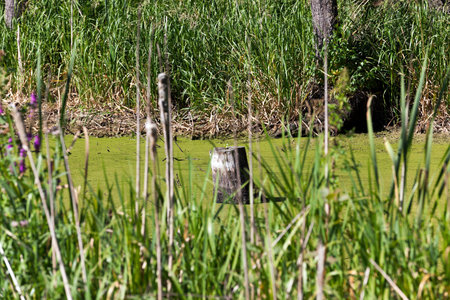 photographed the territory in which is located the marsh, the end of the summer season, open space
