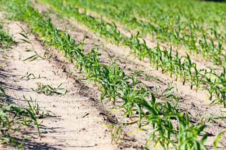 agricultural field with green corn growing. Spring.