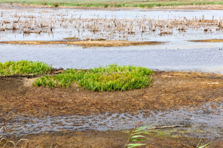 photographed the territory in which is located the marsh, the end of the summer season, open space,...