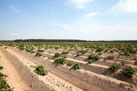 the furrow on which grows green potatoes, summer, blue skyの写真素材