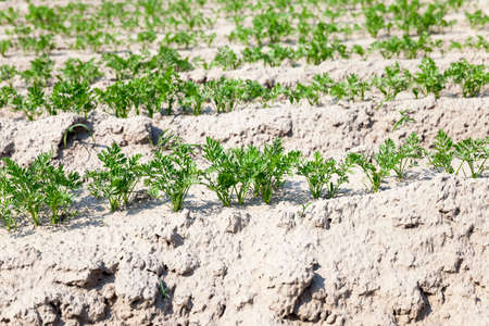 Agricultural field on which grow green young carrots, agriculture, farmingの写真素材