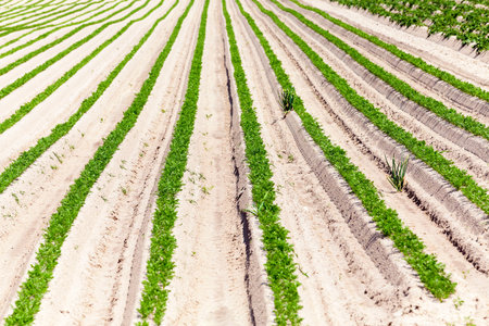 Agricultural field on which grow green young carrots. small depth of field