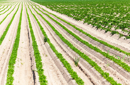 Agricultural field on which grow green young carrots. small depth of field. potatoes on the other...