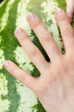 photographed close-up of female hand lying on green ripe watermelonの写真素材